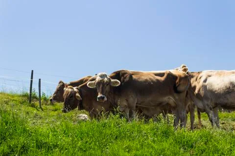 Swiss cows Stock Photos