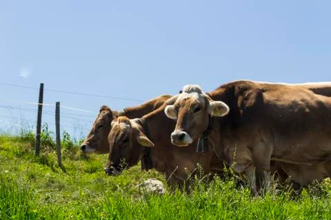 Swiss cows Stock Photos