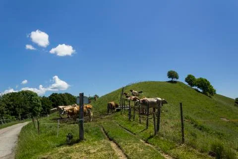 Swiss cows Stock Photos