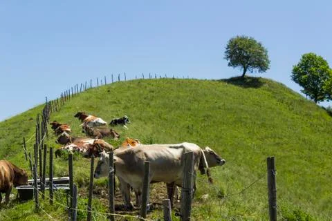 Swiss cows Stock Photos