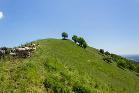 Swiss cows Stock Photos