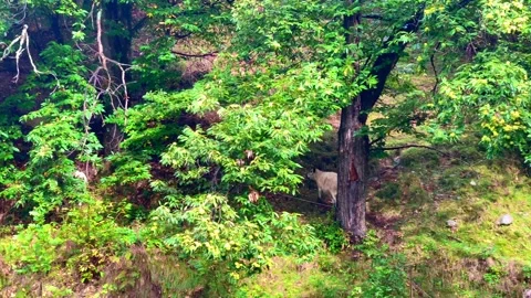 Swiss Cows Walking on the Mountain Side in the Forest in Ticino Video stock 162030636