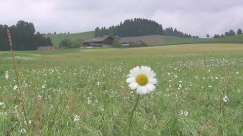 Swiss field with flowers Vidéo 10729982