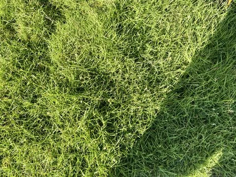 Swiss grass background Stock Photos