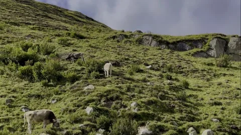 The Swiss grey cattle in the alps Stock Footage 278549055