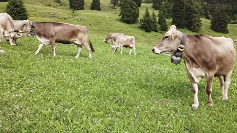 Swiss mountain cows Stock Footage 246148131