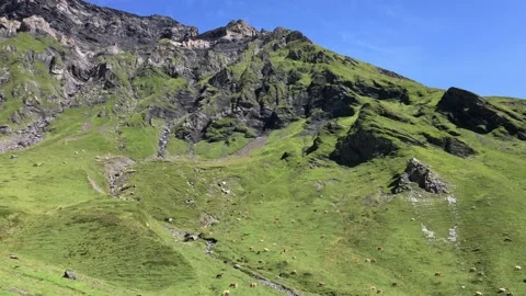 Swiss Mountain Cows with Ringing Bells Stock Footage 157609401