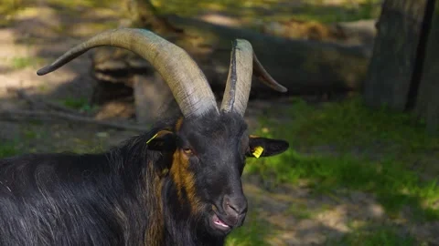 A swiss mountain goat  Video stock 277294515