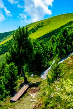 Swiss pine path and sky Stock Photos