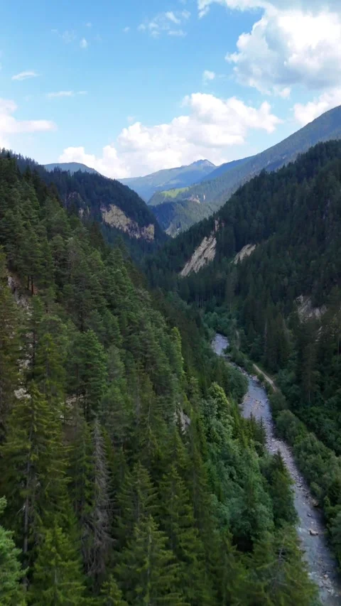 Swiss pine tree forest valley river water stream, Switzerland nature highlands Stock Footage 321724353