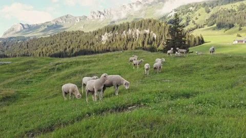 Swiss sheep Stock Footage 154211231