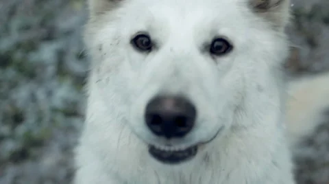 Swiss Shepherd Dog close-up Video stock 60407596