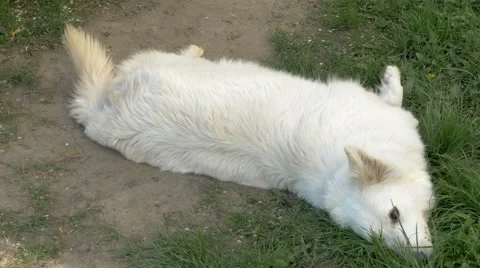 Swiss shepherd lying Stock Footage 63292913