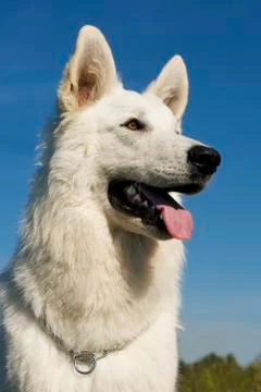 Swiss shepherd Stock Photos