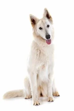 Swiss shepherd Stock Photos