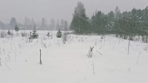 Swiss shepherd in winter Stock Footage 262373065