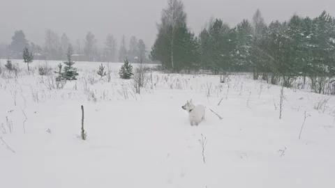 Swiss shepherd in winter Stock Footage 262373120