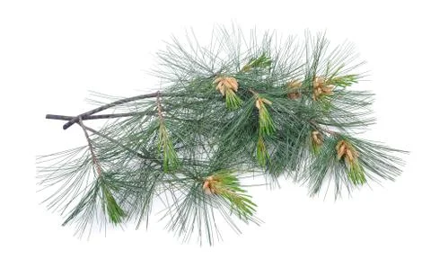 Swiss stone pine Stock Photos