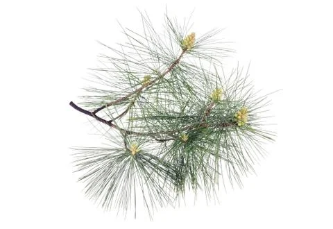 Swiss stone pine Stock Photos
