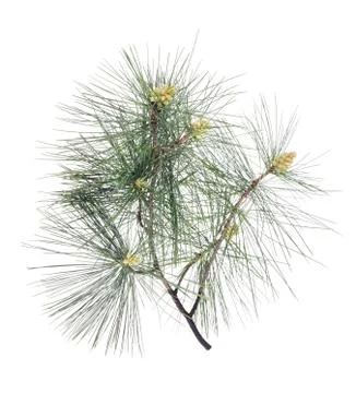 Swiss stone pine Stock Photos
