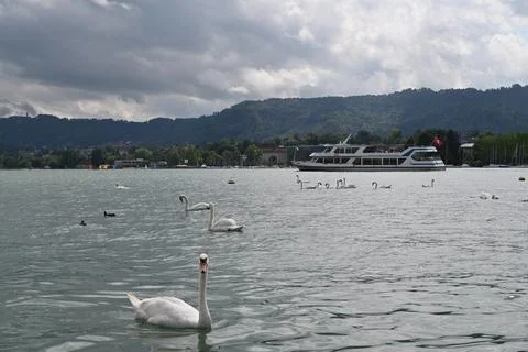 Swiss Swans Stock Photos
