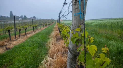 Swiss Vineyard Stock Footage 24524742