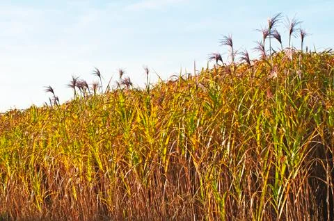 Switch grass with flower Stock Photos
