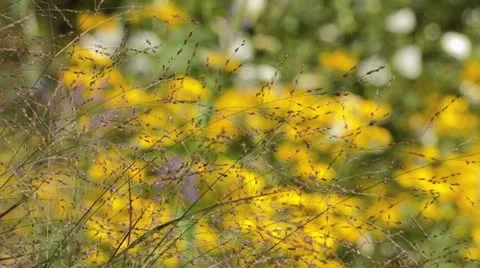 Switch grass (Panicum virgatum 'Warrior') Stock Footage 17204575