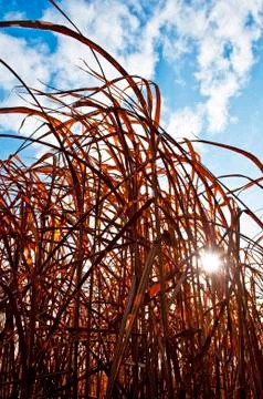 Switch grass Stock Photos