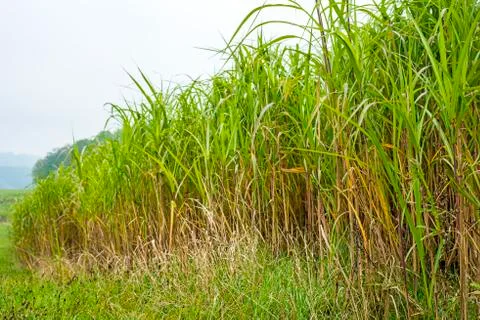 Switch grass Stock Photos