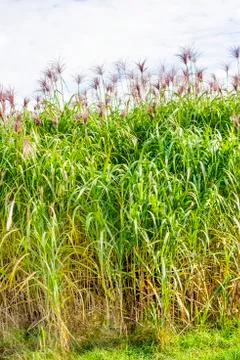 Switch grass Stock Photos