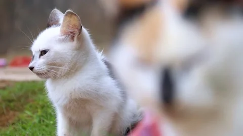 Switching focus between two cats. Cute kitten sitting on a grass.  Stock Footage 219128949