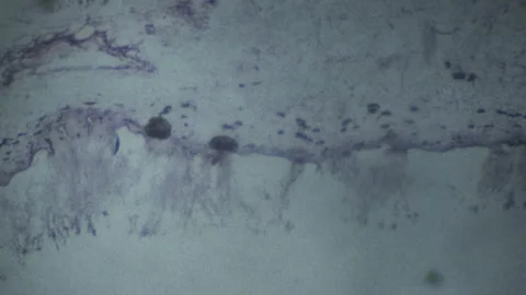 Switching random view under electronic microscope Video stock 145718179