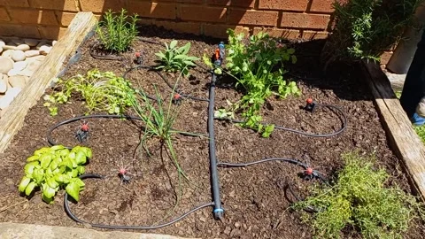 Switching the sprinklers on in the herb garden Stock Footage 163037726