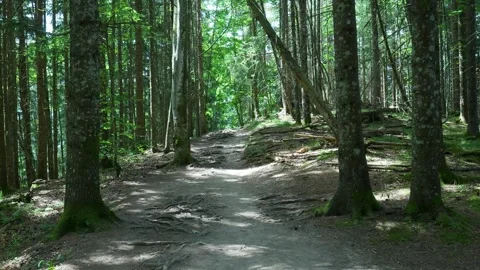Switzerland enchanting forest path with moving sunlight and shadows Vídeos de archivo 343541178