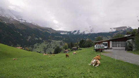 Switzerland. Mountainous terrain. Cow eats grass. Farm. Green grass. Cow resting Stock Footage 263294022