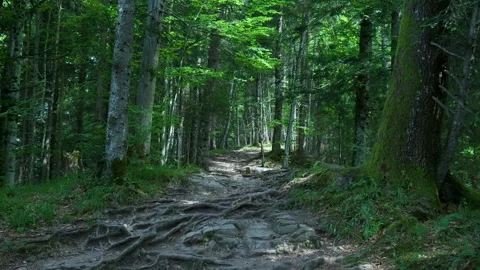 Switzerland point of view walking on a path in a lush green forest Vídeos de archivo 343541119