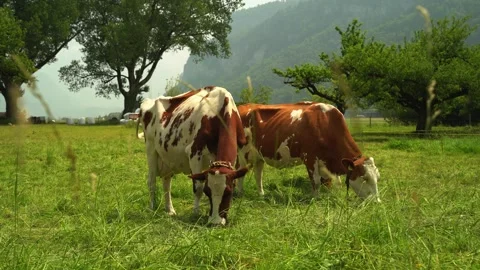 SWITZERLAND: Two cows grazing in a lush green meadow Stock Footage 343855067