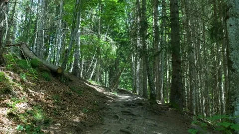 Switzerland walking on a steep trail through a sunlit pine forest Vídeos de archivo 343541070