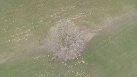 Swivel Clip of a Single tree in the middle of the meadow in autumn time, 4k Stock Footage 74250140