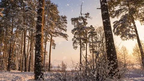 Swivel Hyperlapse in the winter snowy forest during snowfall, beautiful winter Stock Footage 146693773
