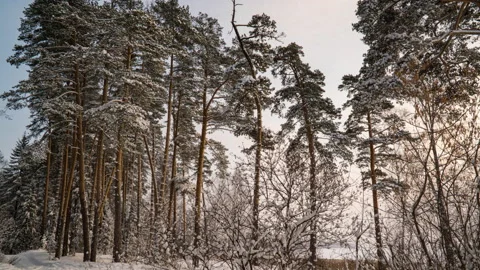 Swivel Hyperlapse in winter snowy forest during snowfall, beautiful winter Stock Footage 147057822