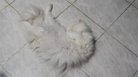 Swobie cat laying on its back on a floor. Stock Footage 345035329