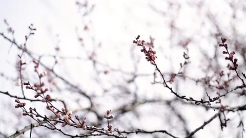 Swollen almost flowers on a branch of a budding apricot in early spring. beautif Stock Footage 127713790