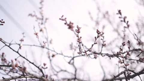 Swollen almost flowers on a branch of a budding apricot in early spring. beautif Stock Footage 127714217