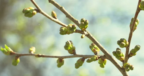 Swollen buds. Stock Footage 50526570