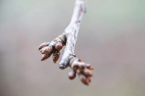 Swollen buds on a fruit tree. macro photography. Stock Photos