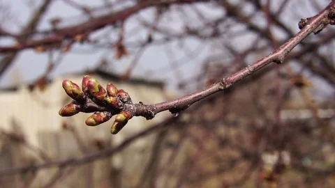 Swollen buds of fruit trees close-up Video stock 74362996