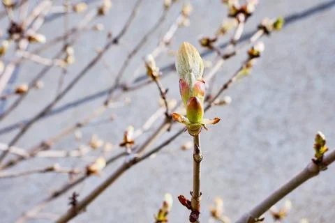 A swollen chestnut kidney in the spring in the foreground. The background is Stock Photos
