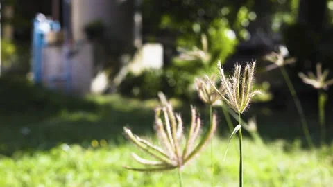 Swollen Finger Grass (Chloris barbata) In The Backyard Vídeos de archivo 303694102